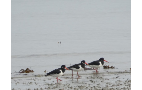 Equipe Division 4, poule C